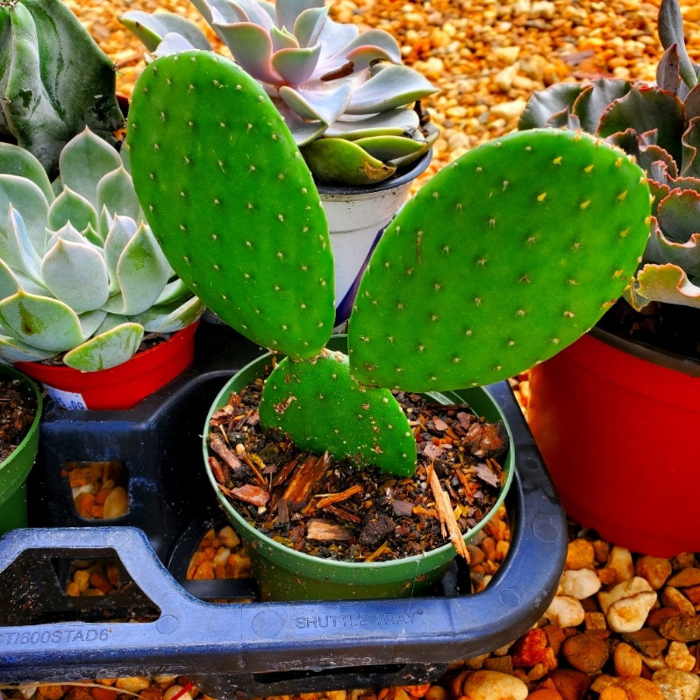 Meet your Posher, Trishiana